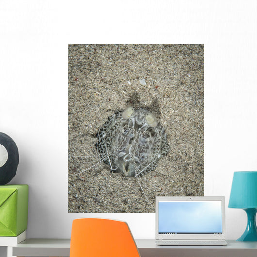 Spearing Mantis Shrimp Komodo Wall Decal