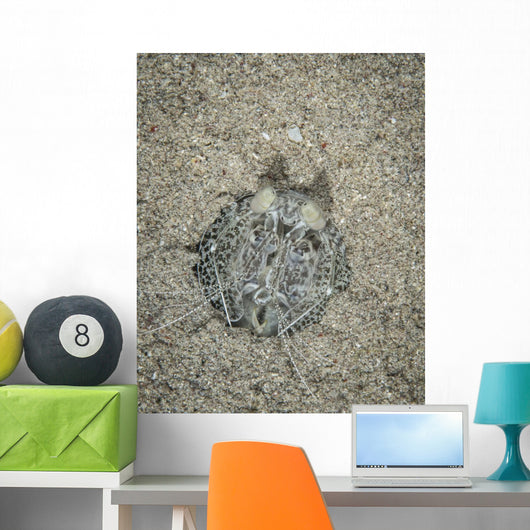 Spearing Mantis Shrimp Komodo Wall Decal