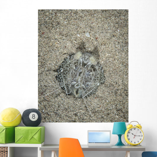 Spearing Mantis Shrimp Komodo Wall Decal
