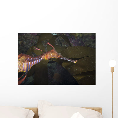 Weedy Sea Dragon Tasmania Wall Decal shown on a wall