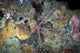 Brittle Starfish Komodo National Wall Decal