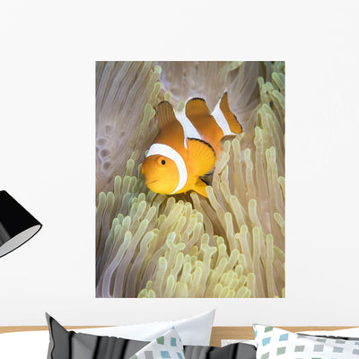 False Clownfish Anemone Komodo Wall Decal shown on a wall