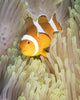 False Clownfish Anemone Komodo Wall Decal