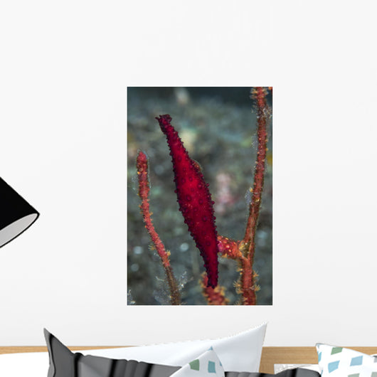 Double-snouted Spindle Cowrie Komodo Wall Decal
