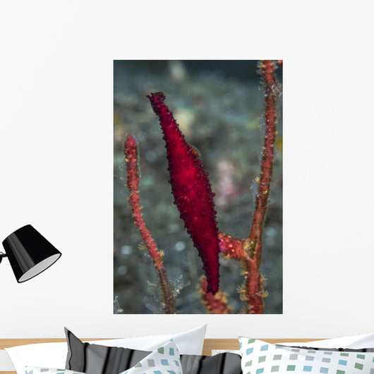 Double-snouted Spindle Cowrie Komodo Wall Decal
