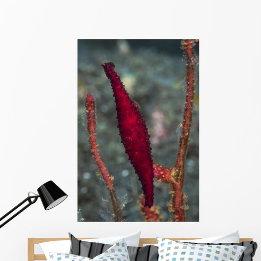Double-snouted Spindle Cowrie Komodo Wall Decal
