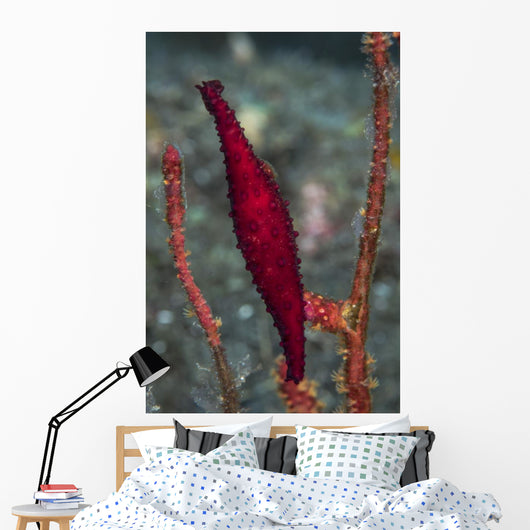 Double-snouted Spindle Cowrie Komodo Wall Decal