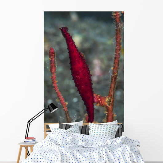 Double-snouted Spindle Cowrie Komodo Wall Decal