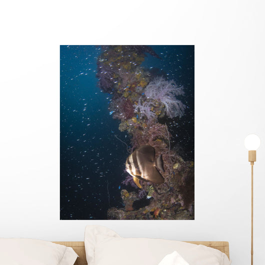 Batfish Shinkoku Maru Shipwreck Wall Decal
