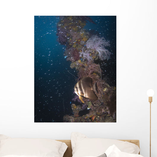 Batfish Shinkoku Maru Shipwreck Wall Decal