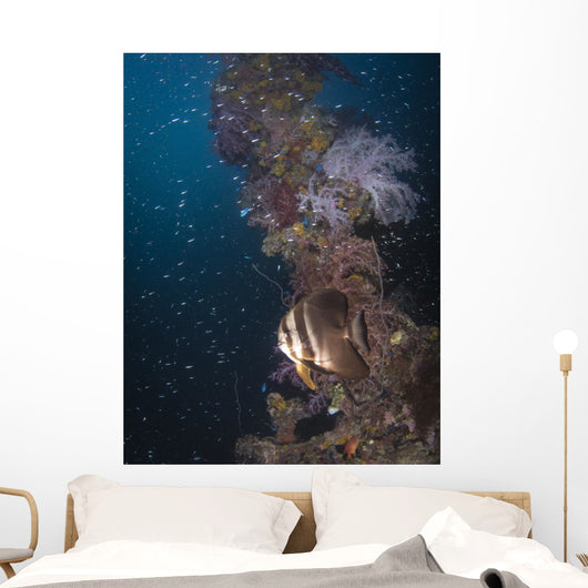 Batfish Shinkoku Maru Shipwreck Wall Decal
