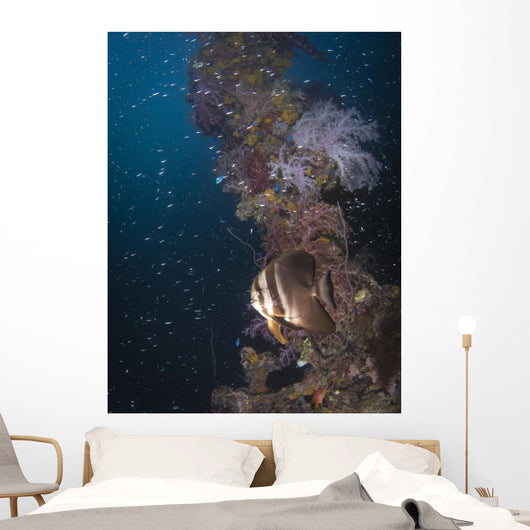 Batfish Shinkoku Maru Shipwreck Wall Decal