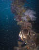 Batfish Shinkoku Maru Shipwreck Wall Decal