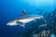 Silvertip Shark outside Barrier Wall Decal