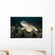 Green Sea Turtle Philippines Wall Decal