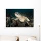 Green Sea Turtle Philippines Wall Decal