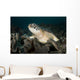 Green Sea Turtle Philippines Wall Decal