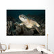 Green Sea Turtle Philippines Wall Decal