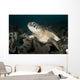Green Sea Turtle Philippines Wall Decal