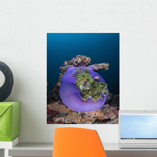 Aneomone Shinokoku Maru Shipwreck Wall Decal