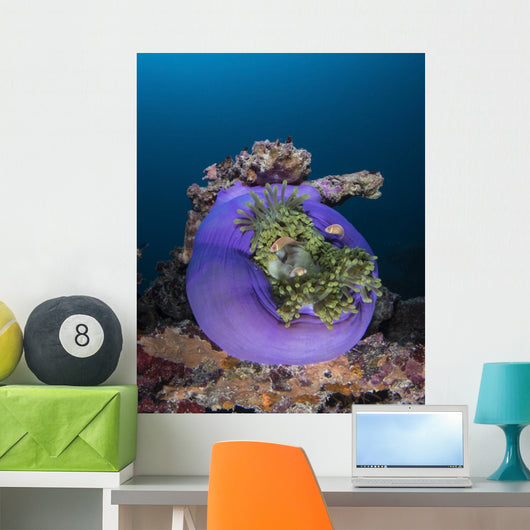 Aneomone Shinokoku Maru Shipwreck Wall Decal