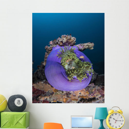 Aneomone Shinokoku Maru Shipwreck Wall Decal