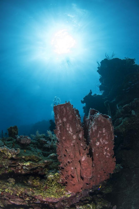 Sponge Reef Roatan Honduras Wall Decal