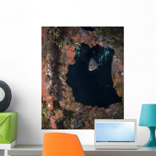 Fish Rio Janeiro Maru Wall Decal