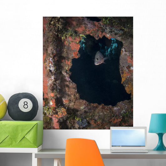 Fish Rio Janeiro Maru Wall Decal