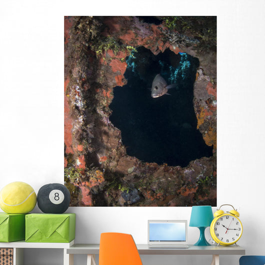Fish Rio Janeiro Maru Wall Decal