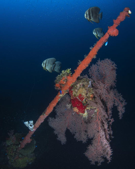 Bow Hoki Maru Shipwreck Wall Decal