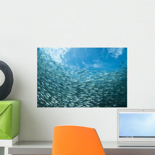 School Sardines Moalboal Philippines Wall Decal