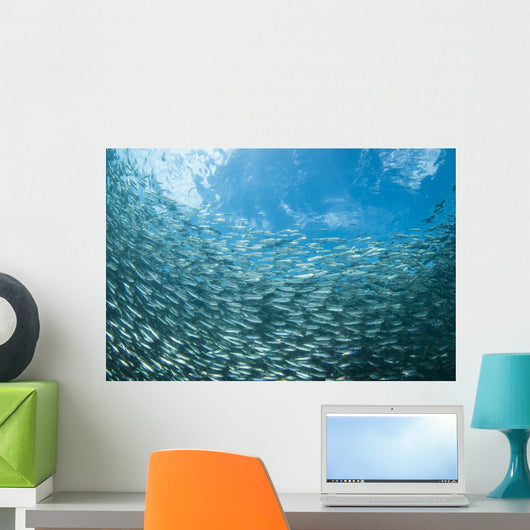 School Sardines Moalboal Philippines Wall Decal