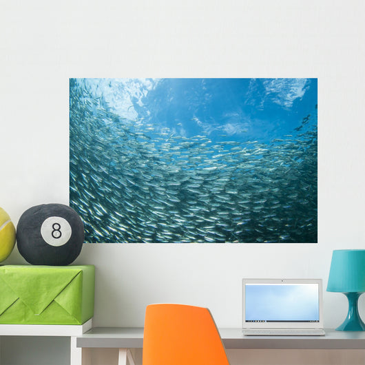 School Sardines Moalboal Philippines Wall Decal