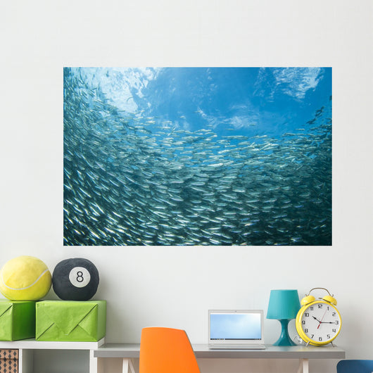 School Sardines Moalboal Philippines Wall Decal