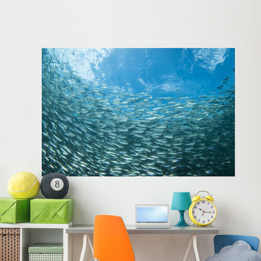 School Sardines Moalboal Philippines Wall Decal