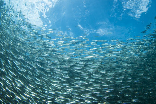 School Sardines Moalboal Philippines Wall Decal