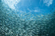 School Sardines Moalboal Philippines Wall Decal
