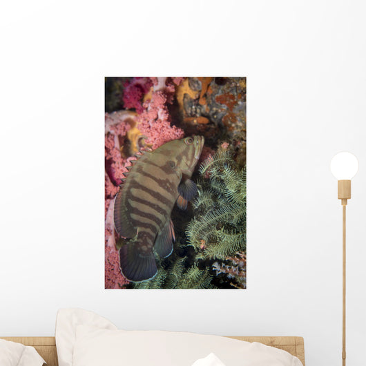 Chocolate Grouper Philippines Wall Decal