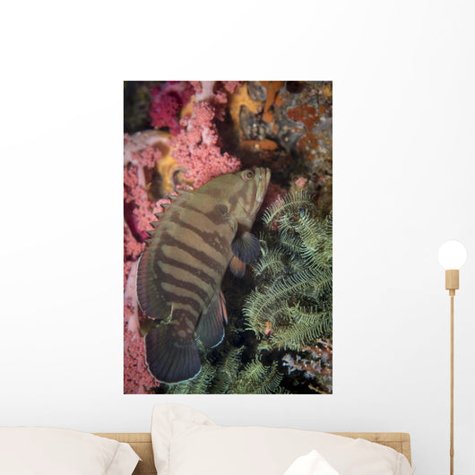Chocolate Grouper Philippines Wall Decal
