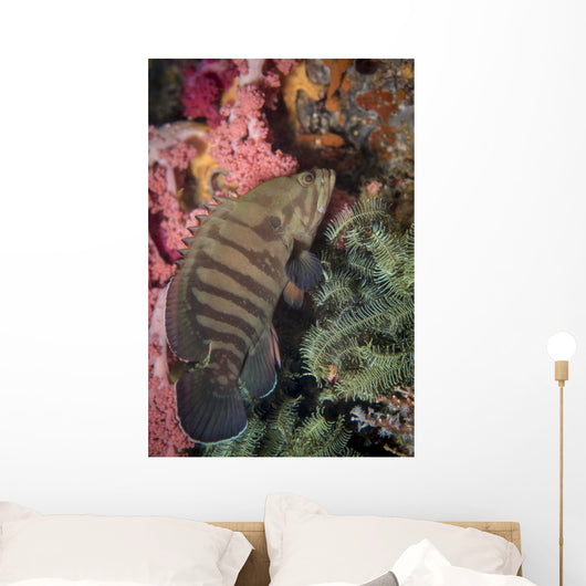 Chocolate Grouper Philippines Wall Decal