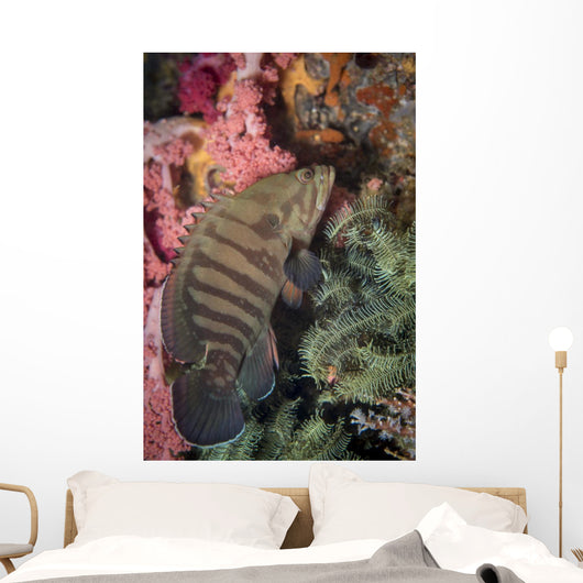 Chocolate Grouper Philippines Wall Decal