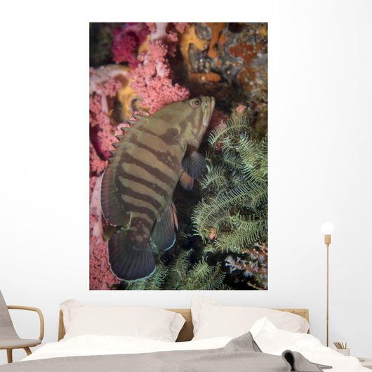 Chocolate Grouper Philippines Wall Decal