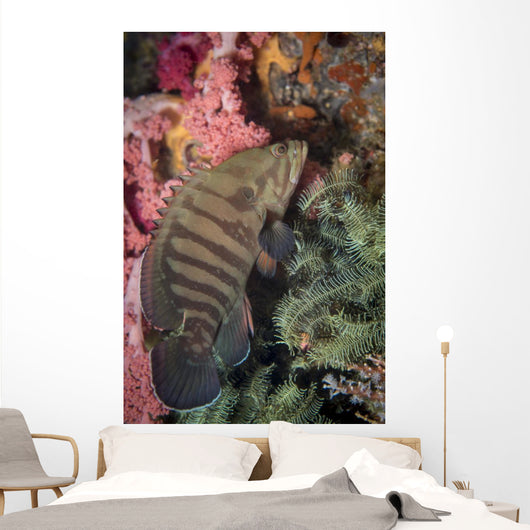 Chocolate Grouper Philippines Wall Decal