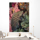 Chocolate Grouper Philippines Wall Decal