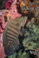 Chocolate Grouper Philippines Wall Decal