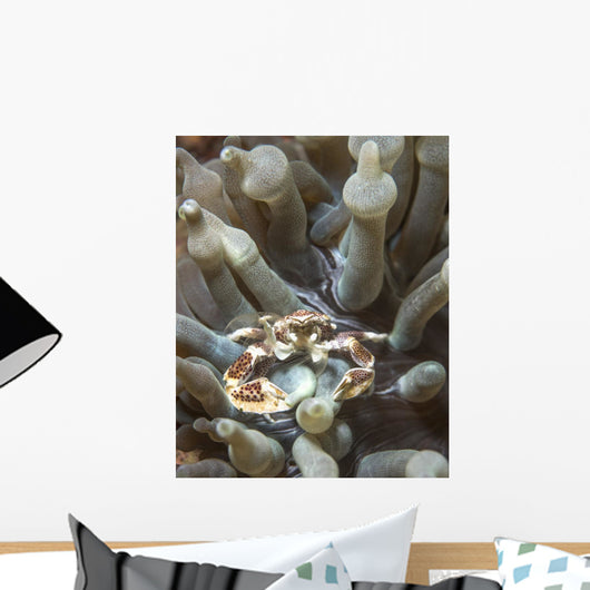 Porcelain Crab Anemone Philippines Wall Decal