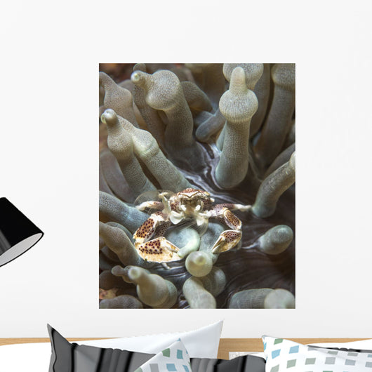 Porcelain Crab Anemone Philippines Wall Decal