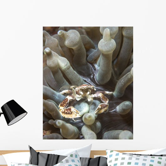 Porcelain Crab Anemone Philippines Wall Decal