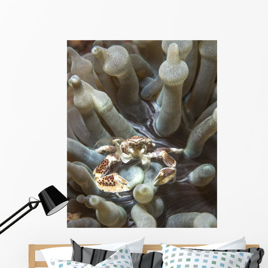 Porcelain Crab Anemone Philippines Wall Decal